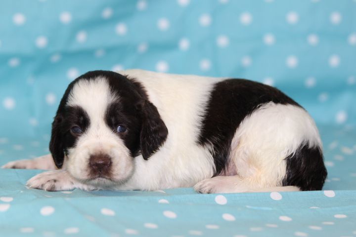 des Diamants Verts - Chiots disponibles - English Springer Spaniel