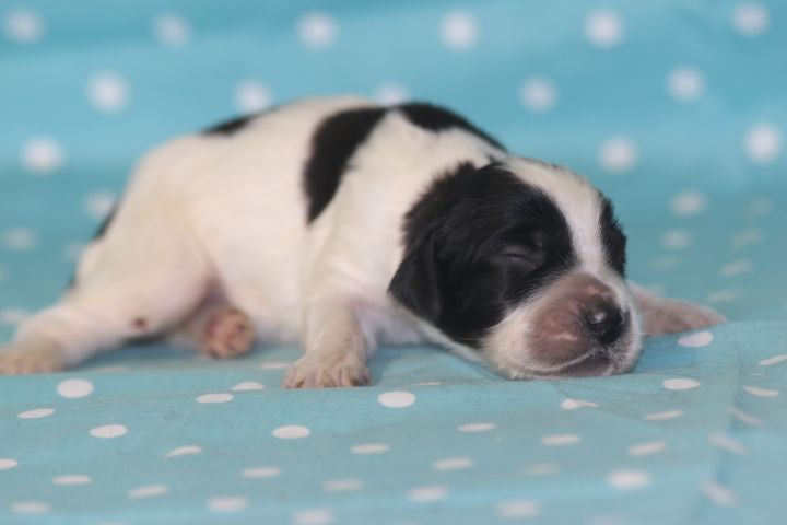 des Diamants Verts - Chiots disponibles - Setter Anglais