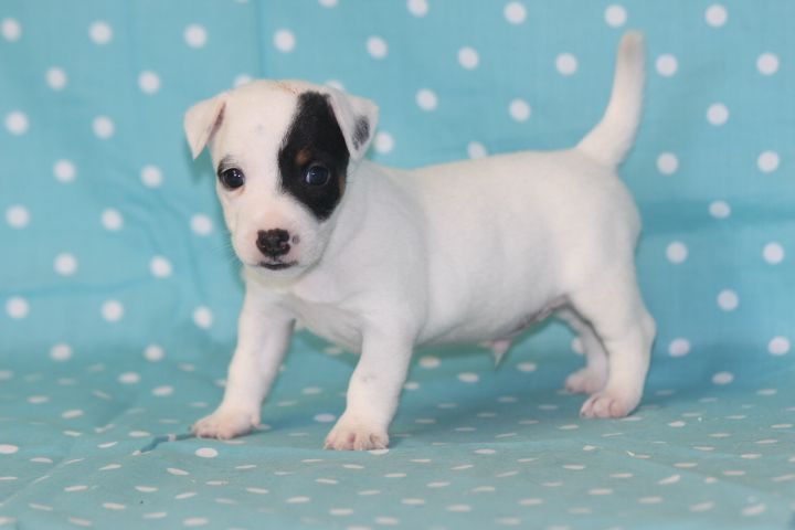 des Diamants Verts - Chiots disponibles - Jack Russell Terrier