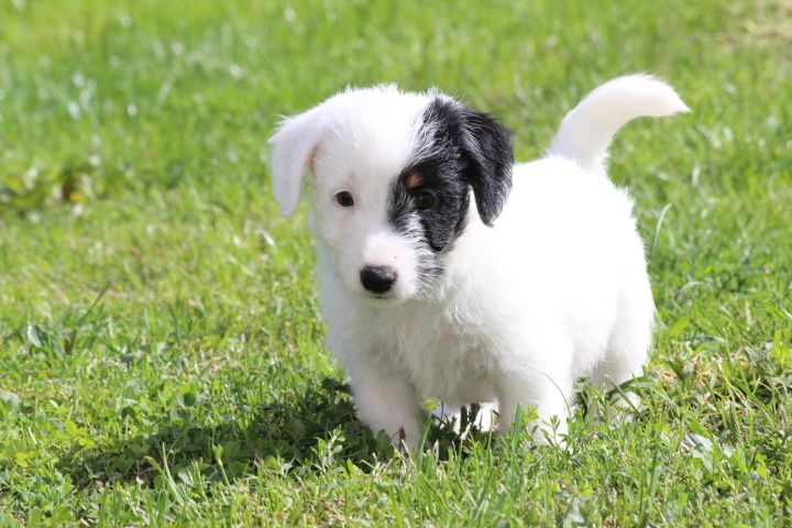 des Diamants Verts - Chiots disponibles - Jack Russell Terrier