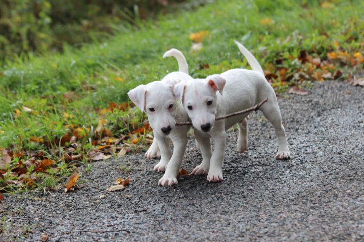 des Diamants Verts - Jack Russell Terrier - Portée née le 12/08/2025