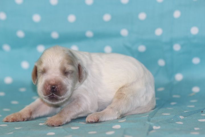 des Diamants Verts - Chiots disponibles - Setter Anglais