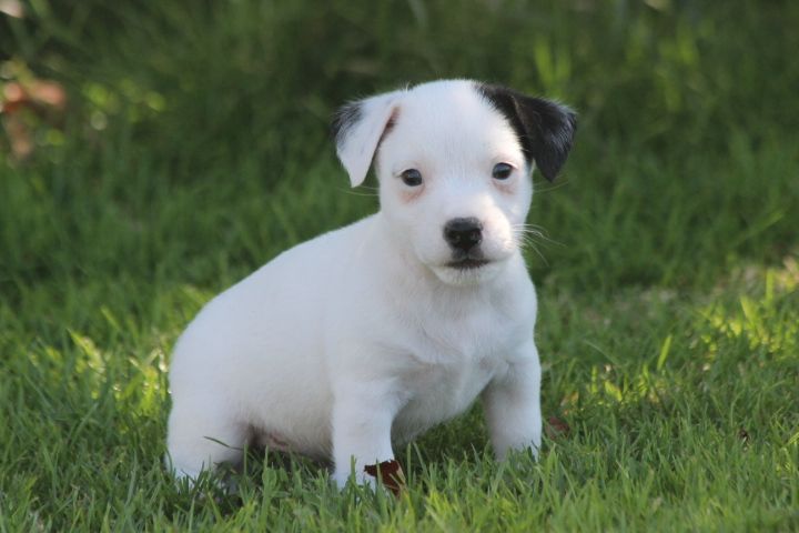 des Diamants Verts - Chiots disponibles - Jack Russell Terrier