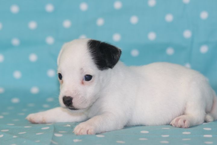 des Diamants Verts - Chiots disponibles - Jack Russell Terrier
