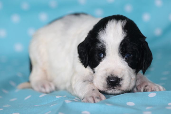 des Diamants Verts - Chiots disponibles - English Springer Spaniel