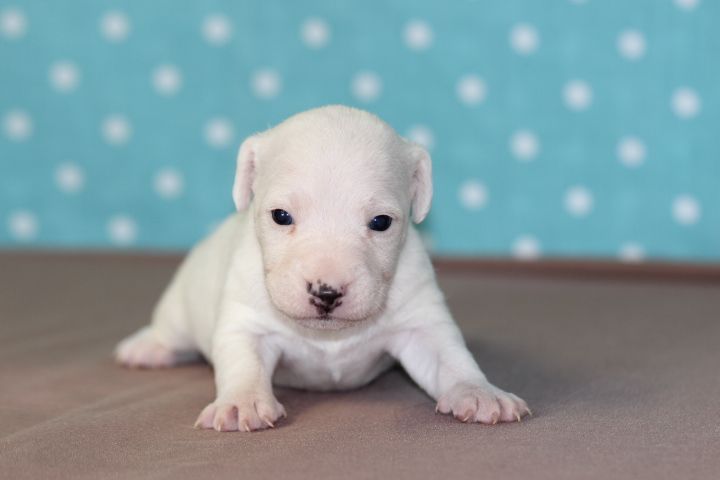 des Diamants Verts - Chiots disponibles - Jack Russell Terrier