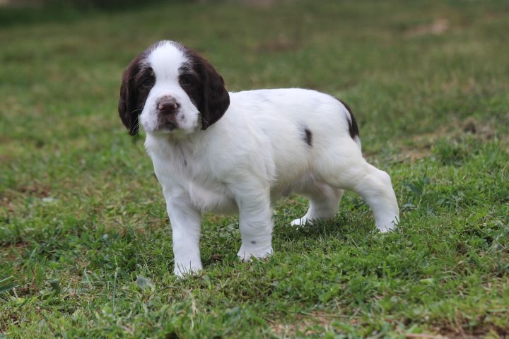 des Diamants Verts - Chiots disponibles - English Springer Spaniel