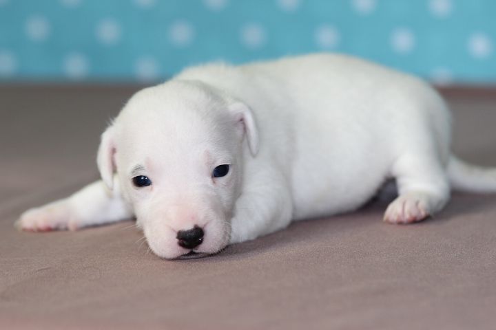 des Diamants Verts - Chiots disponibles - Jack Russell Terrier