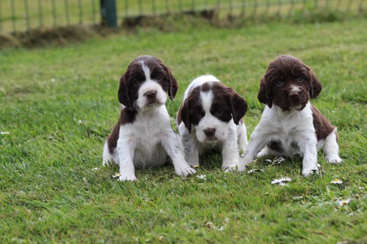 Chiot English Springer Spaniel des Diamants Verts