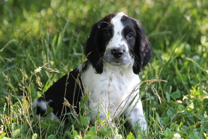 des Diamants Verts - Chiots disponibles - English Springer Spaniel