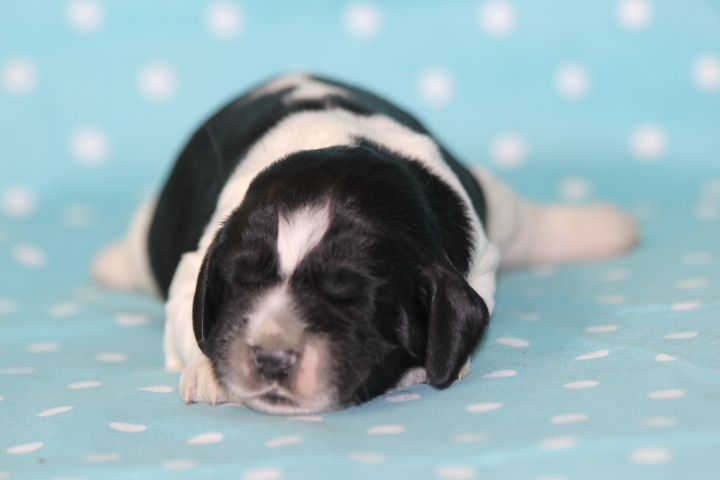 des Diamants Verts - Chiots disponibles - English Springer Spaniel