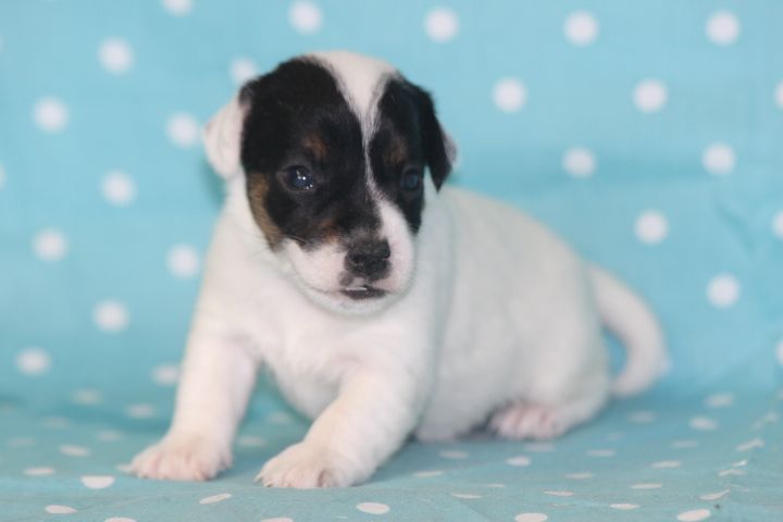 des Diamants Verts - Chiots disponibles - Jack Russell Terrier