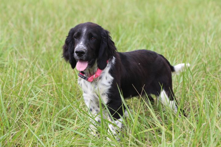 des Diamants Verts - Chiots disponibles - English Springer Spaniel