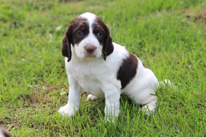 des Diamants Verts - Chiots disponibles - Epagneul Français
