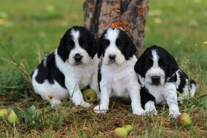 Chiot English Springer Spaniel des Diamants Verts