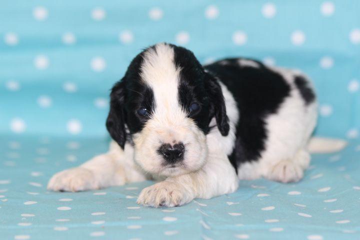 des Diamants Verts - Chiots disponibles - English Springer Spaniel