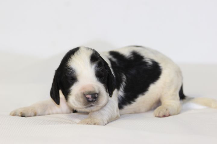 des Diamants Verts - Chiots disponibles - English Springer Spaniel