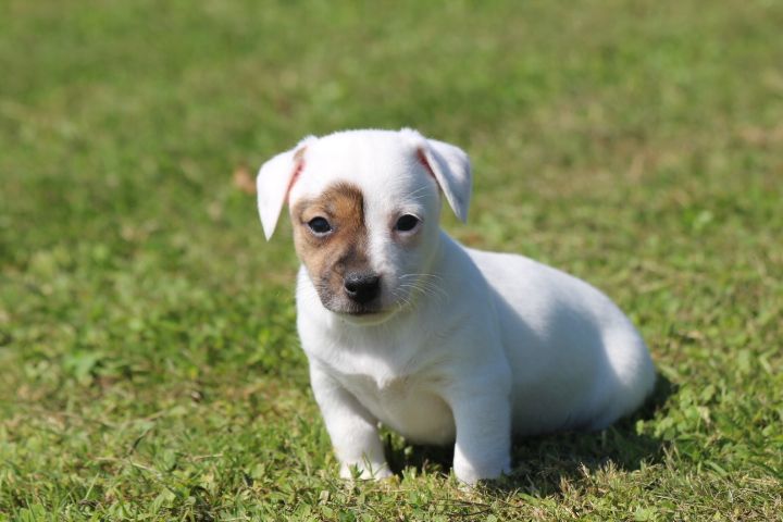 des Diamants Verts - Chiots disponibles - Jack Russell Terrier