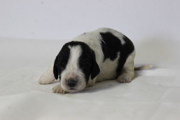 des Diamants Verts - Chiots disponibles - English Springer Spaniel