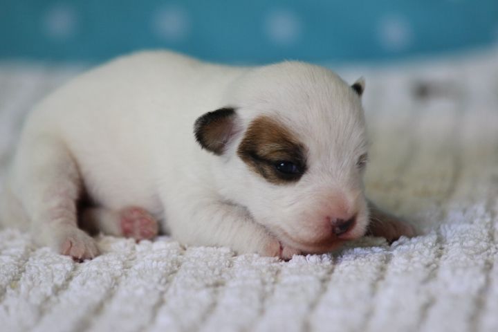 des Diamants Verts - Chiots disponibles - Jack Russell Terrier