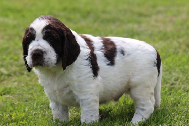 des Diamants Verts - Chiots disponibles - English Springer Spaniel