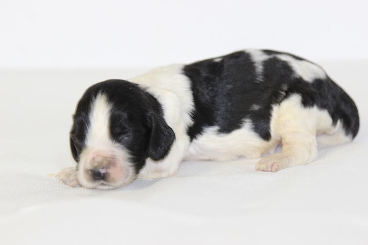 des Diamants Verts - Chiots disponibles - English Springer Spaniel