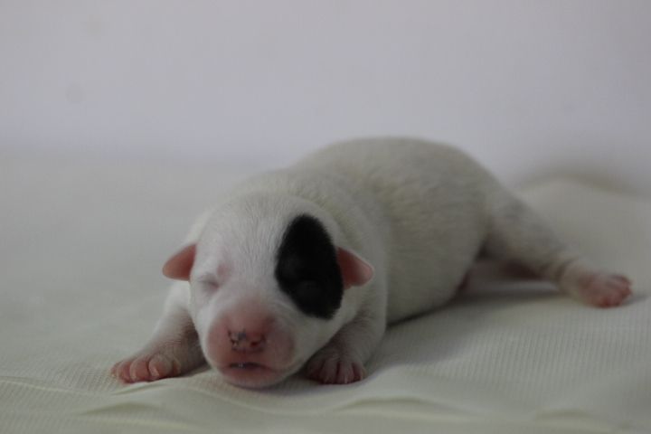 des Diamants Verts - Chiots disponibles - Jack Russell Terrier