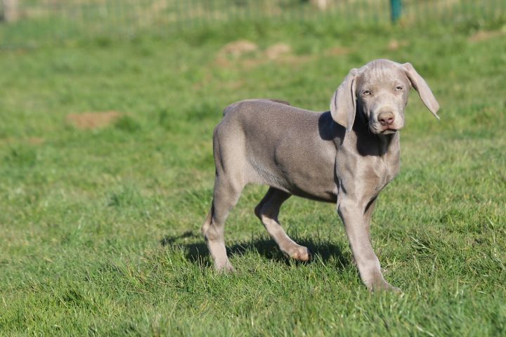 des Diamants Verts - Chiots disponibles - Braque de Weimar