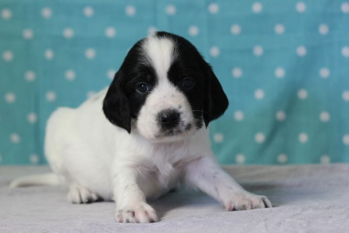 des Diamants Verts - Chiots disponibles - English Springer Spaniel