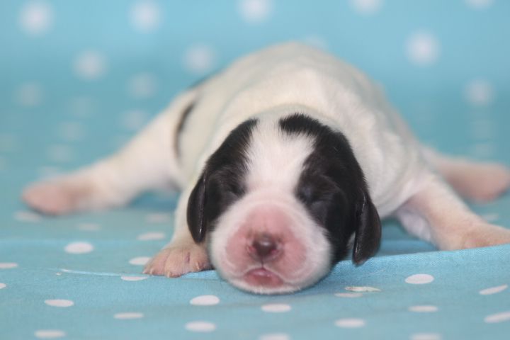 des Diamants Verts - Chiots disponibles - Epagneul Français
