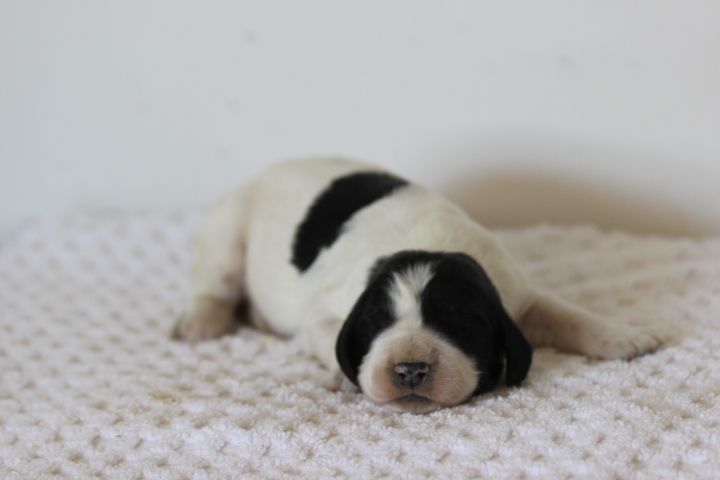 des Diamants Verts - Chiots disponibles - English Springer Spaniel