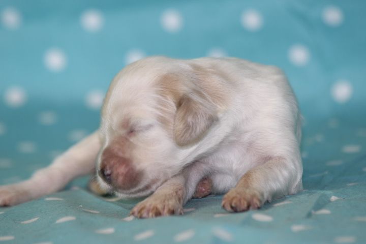 des Diamants Verts - Chiots disponibles - Setter Anglais
