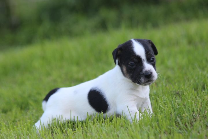 des Diamants Verts - Chiots disponibles - Jack Russell Terrier