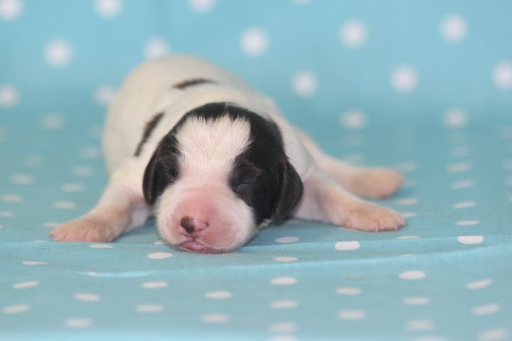 des Diamants Verts - Chiots disponibles - Epagneul Français