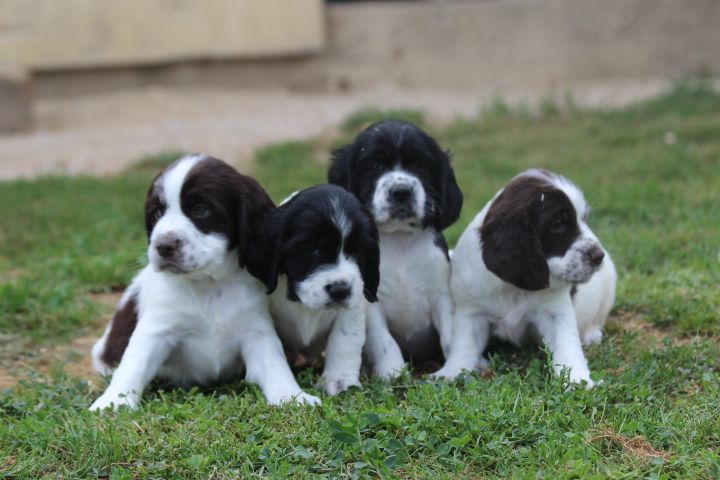 des Diamants Verts - English Springer Spaniel - Portée née le 22/06/2025