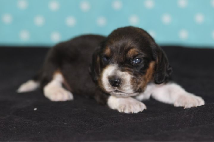 des Diamants Verts - Chiots disponibles - Beagle