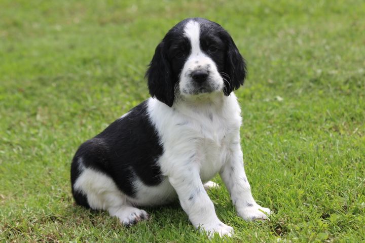 des Diamants Verts - Chiots disponibles - English Springer Spaniel