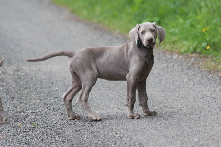 des Diamants Verts - Chiots disponibles - Braque de Weimar