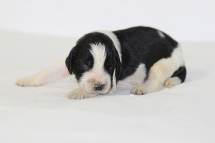 des Diamants Verts - Chiots disponibles - English Springer Spaniel