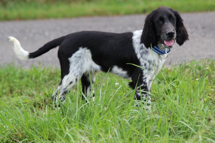 des Diamants Verts - Chiots disponibles - English Springer Spaniel