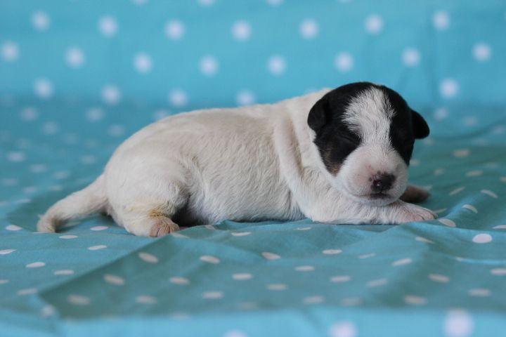 des Diamants Verts - Chiots disponibles - Jack Russell Terrier