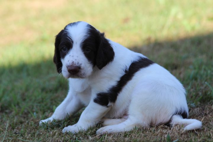 des Diamants Verts - Chiots disponibles - Epagneul Français