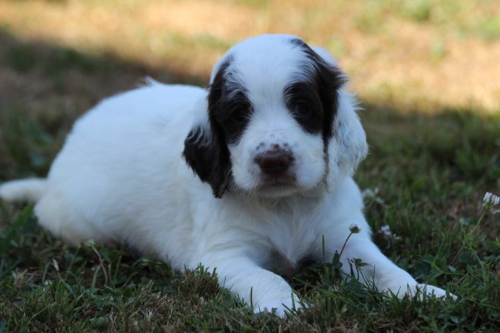des Diamants Verts - Chiots disponibles - Epagneul Français