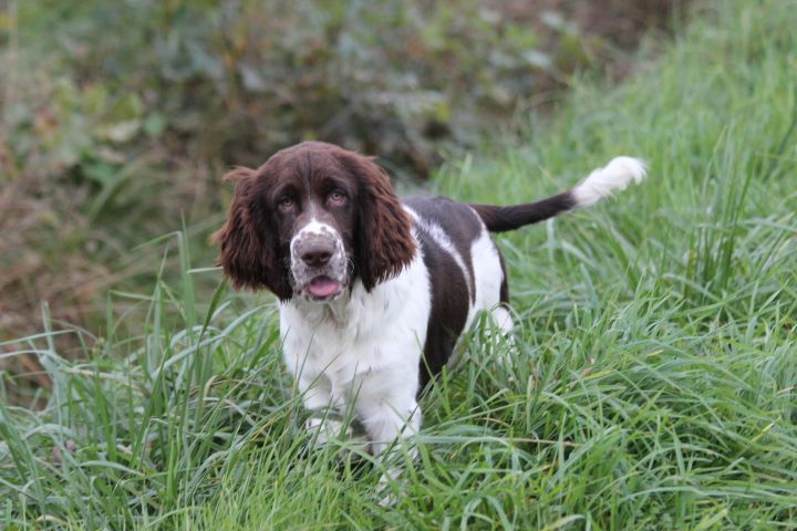 des Diamants Verts - Chiots disponibles - English Springer Spaniel