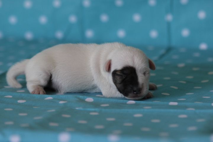 des Diamants Verts - Chiots disponibles - Jack Russell Terrier