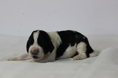 CHIOT 2