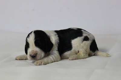 CHIOT 7