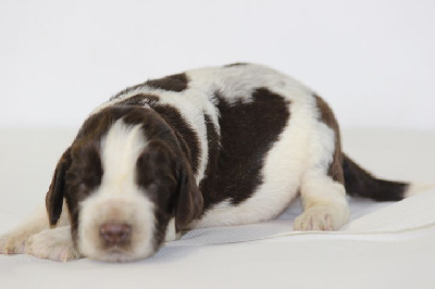 CHIOT 11