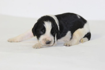 CHIOT 3