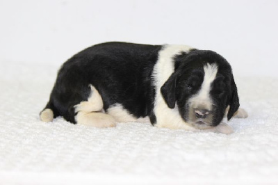 CHIOT 4